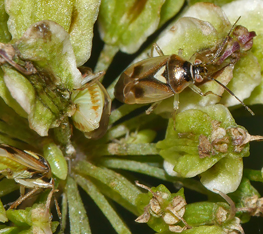 Orthops campestris