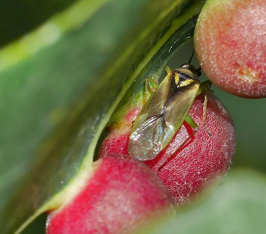 Orthotylus bilineatus