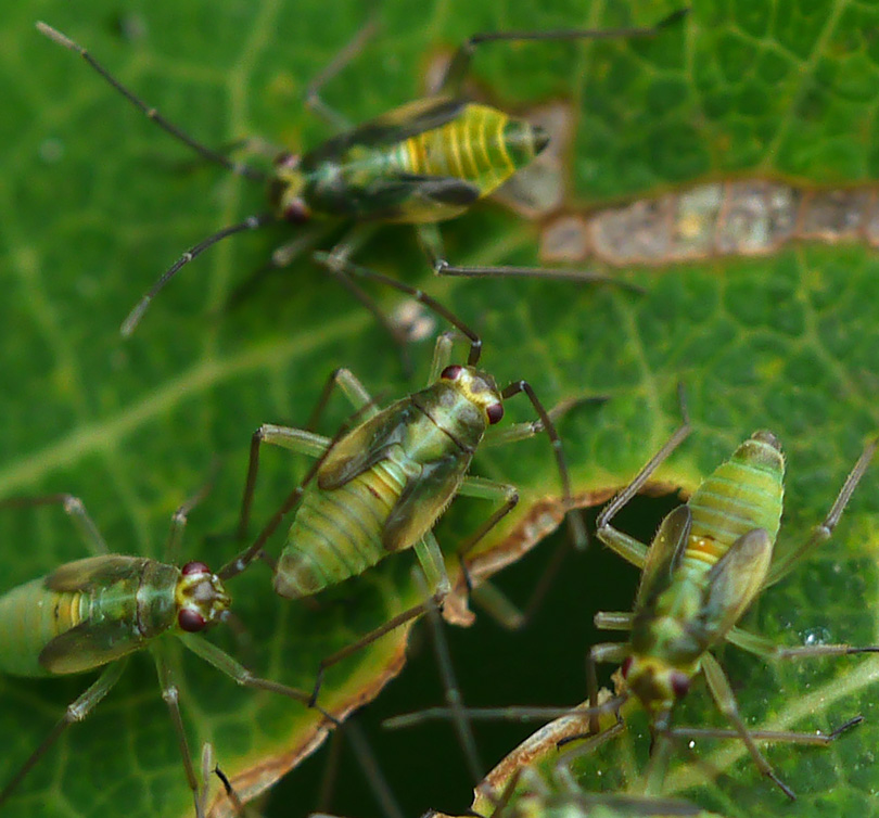 Orthotylus bilineatus