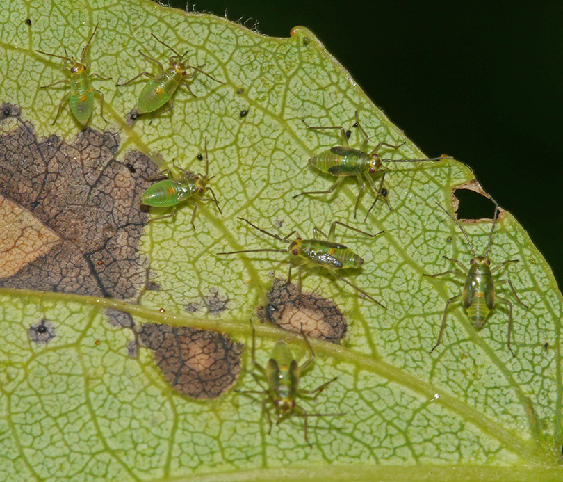 Orthotylus bilineatus