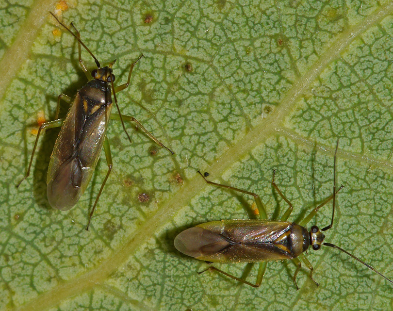 Orthotylus bilineatus
