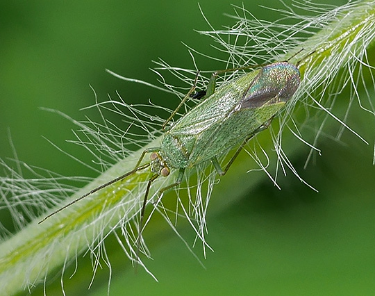 Orthotylus virescens