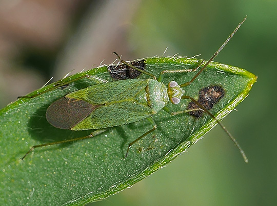 Orthotylus virescens