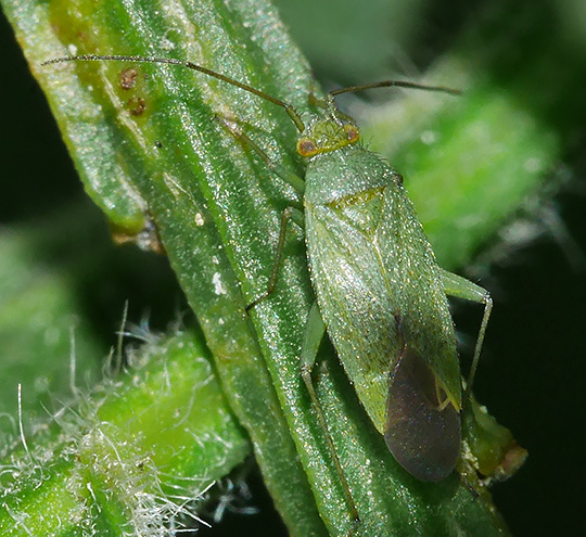 Orthotylus virescens