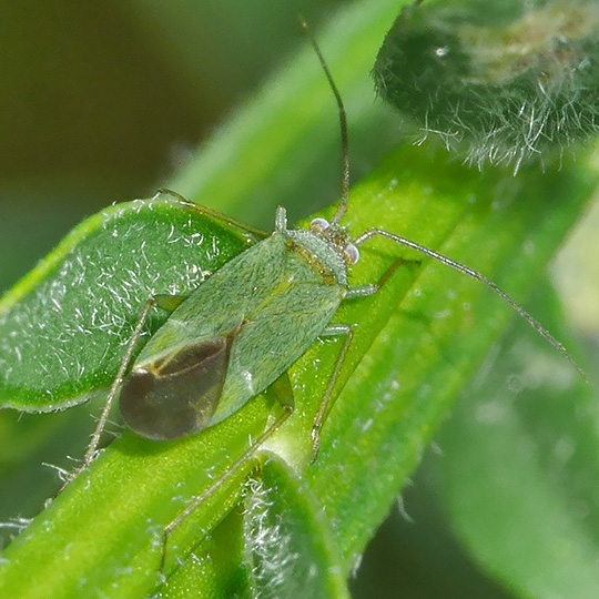 Orthotylus virescens