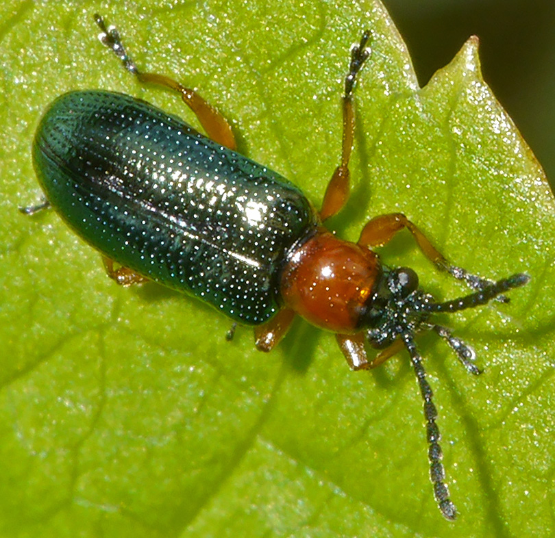 Oulema duftschmidi melanopus agg