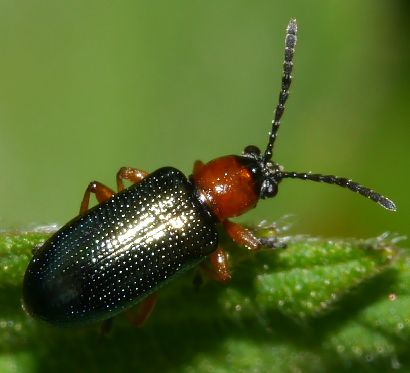 Oulema duftschmidi melanopus agg