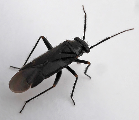 Pachytomella parallela