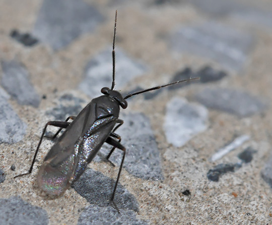 Pachytomella parallela