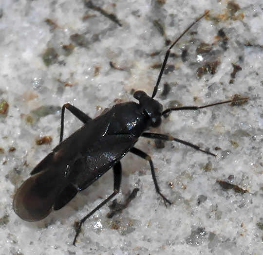 Pachytomella parallela