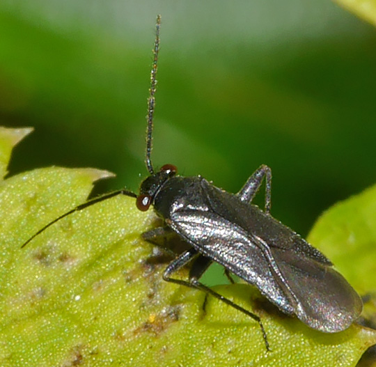 Pachytomella parallela