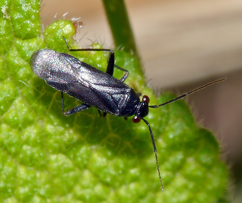 Pachytomella parallela