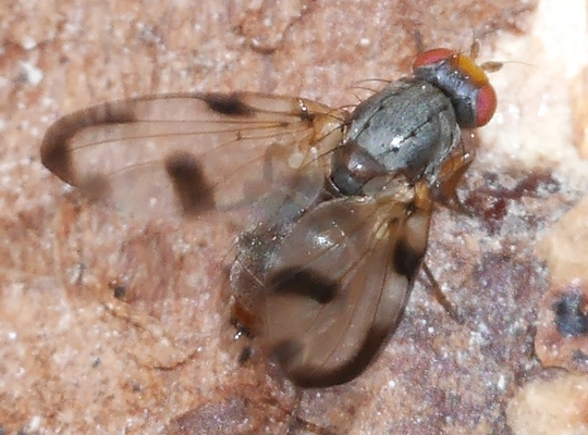 Palloptera usta