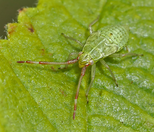 Pantilius tunicatus