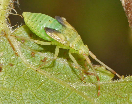 Pantilius tunicatus