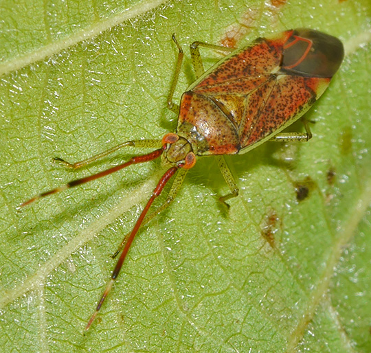 Pantilius tunicatus