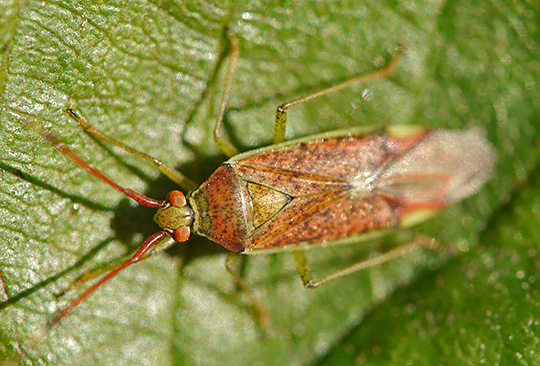 Pantilius tunicatus