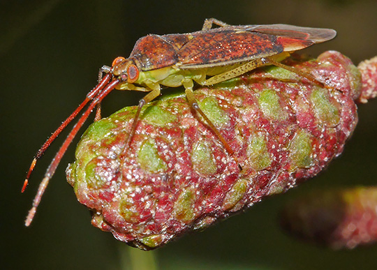 Pantilius tunicatus