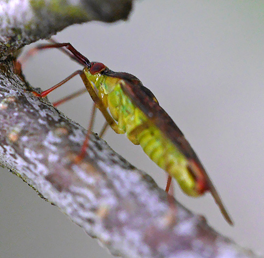 Pantilius tunicatus