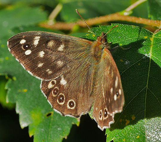 Pararge aegeria