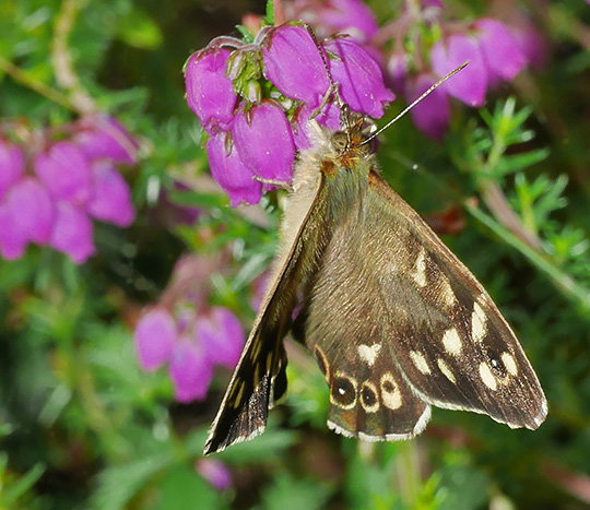 Pararge aegeria