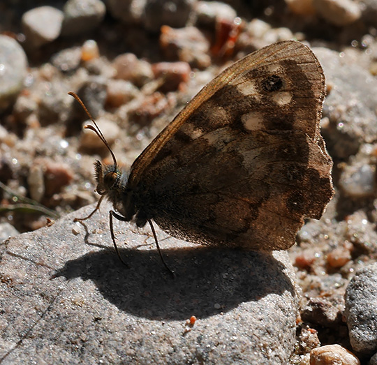 Pararge aegeria