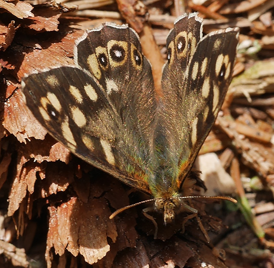 Pararge aegeria