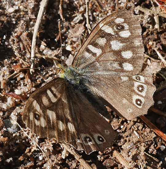 Pararge aegeria