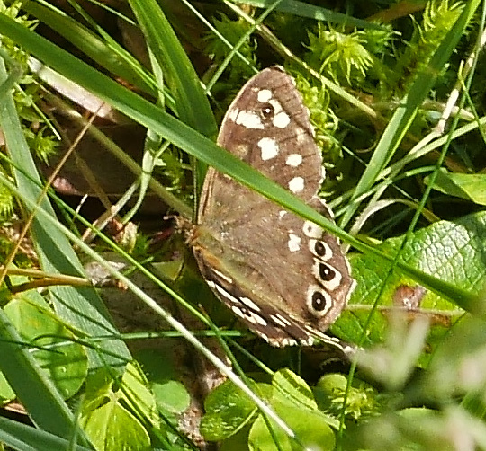 Pararge aegeria