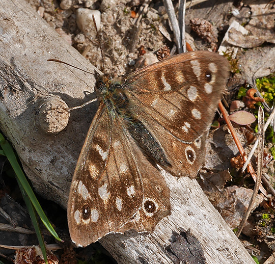 Pararge aegeria