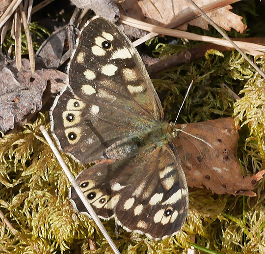 Pararge aegeria