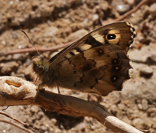 Pararge aegeria