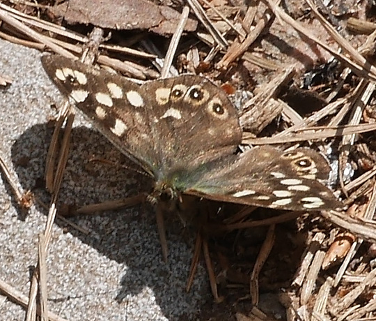 Pararge aegeria