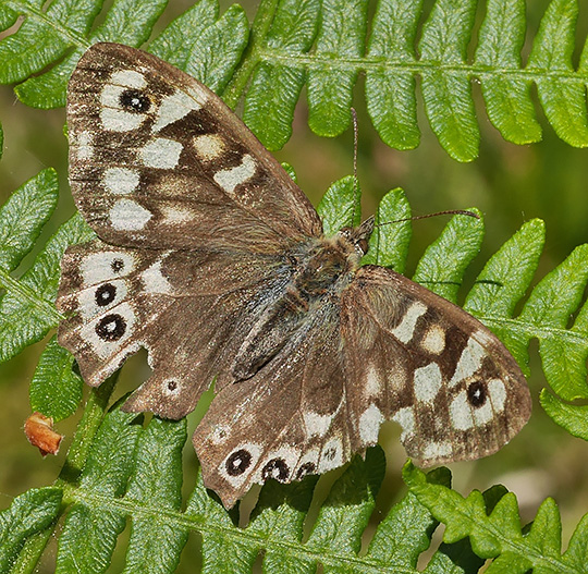 Pararge aegeria