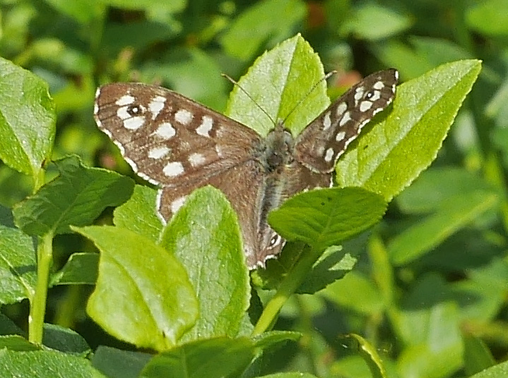 Pararge aegeria