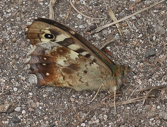 Pararge aegeria
