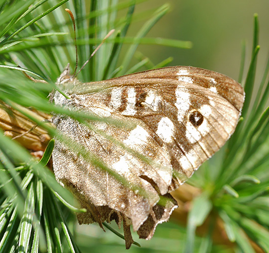 Pararge aegeria
