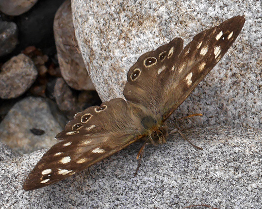 Pararge aegeria
