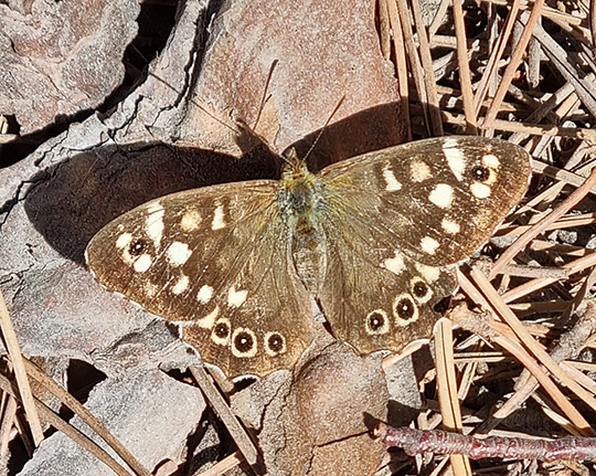 Pararge aegeria