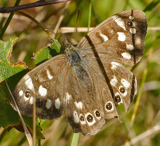 Pararge aegeria