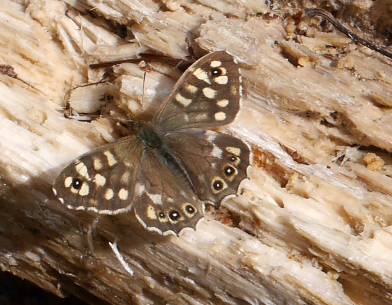 Pararge aegeria