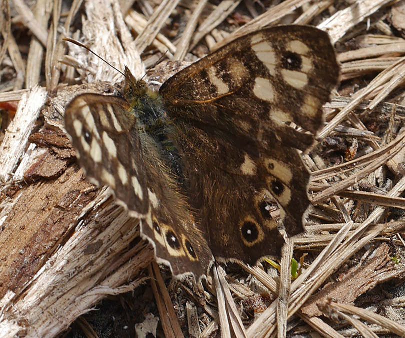 Pararge aegeria