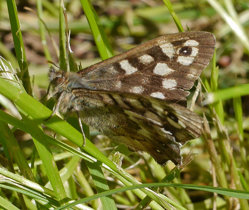 Pararge aegeria