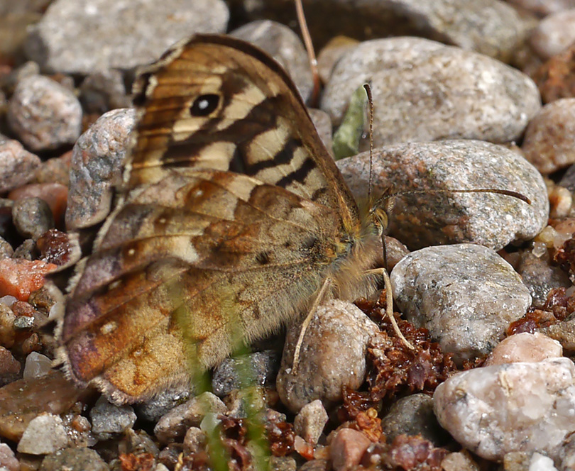 Pararge aegeria