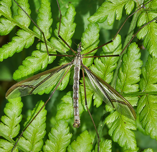 Pedicia rivosa