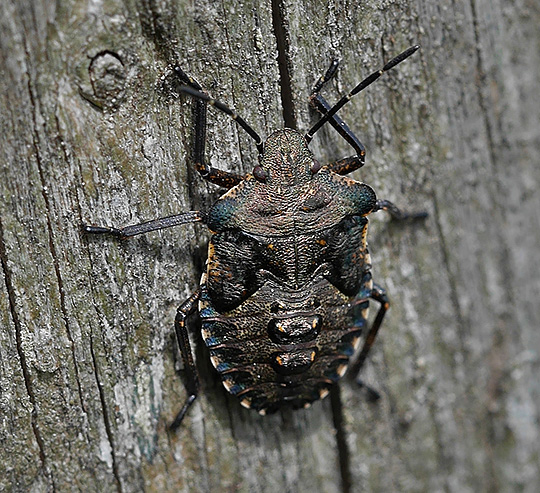 Pentatoma rufipes