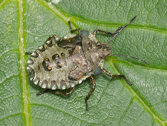 Pentatoma rufipes