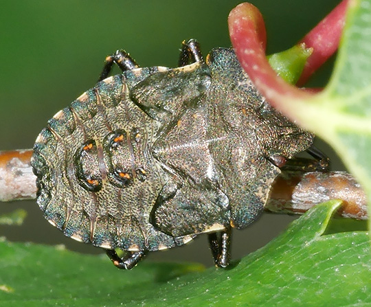 Pentatoma rufipes