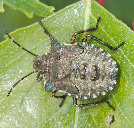 Pentatoma rufipes