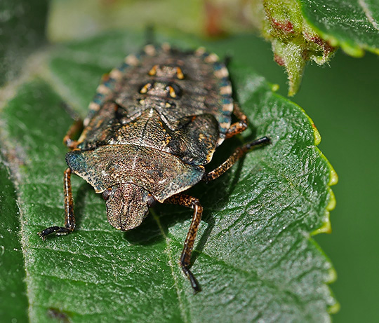 Pentatoma rufipes